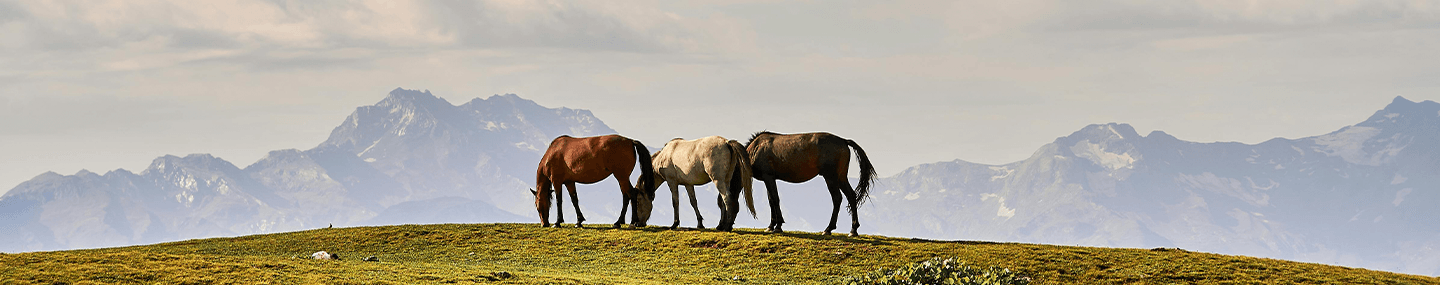 Encontrando satisfação