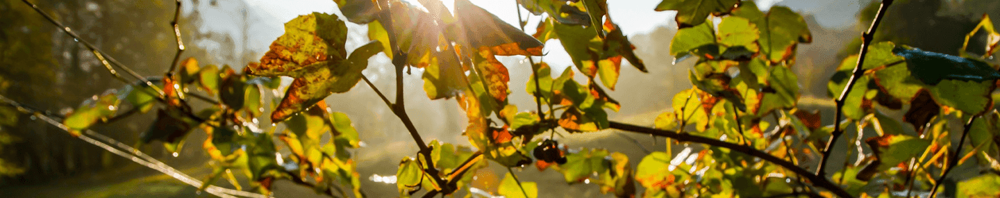 Palavra transformadora de Deus