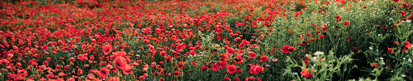 Vantagem em ser humilde