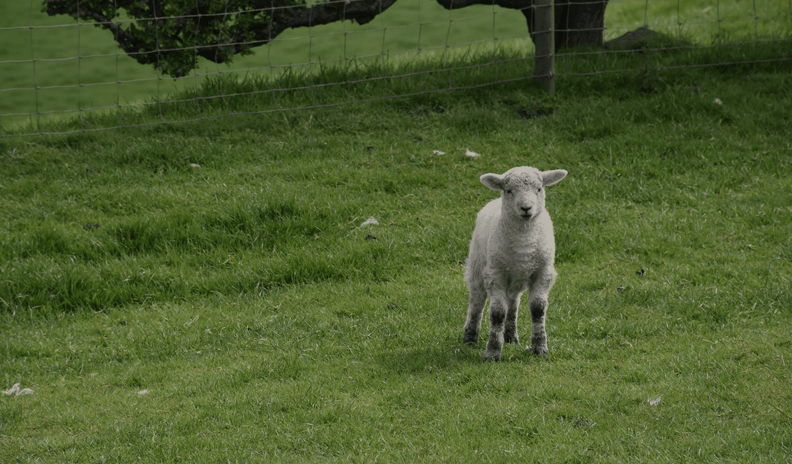 Jesus, nosso substituto