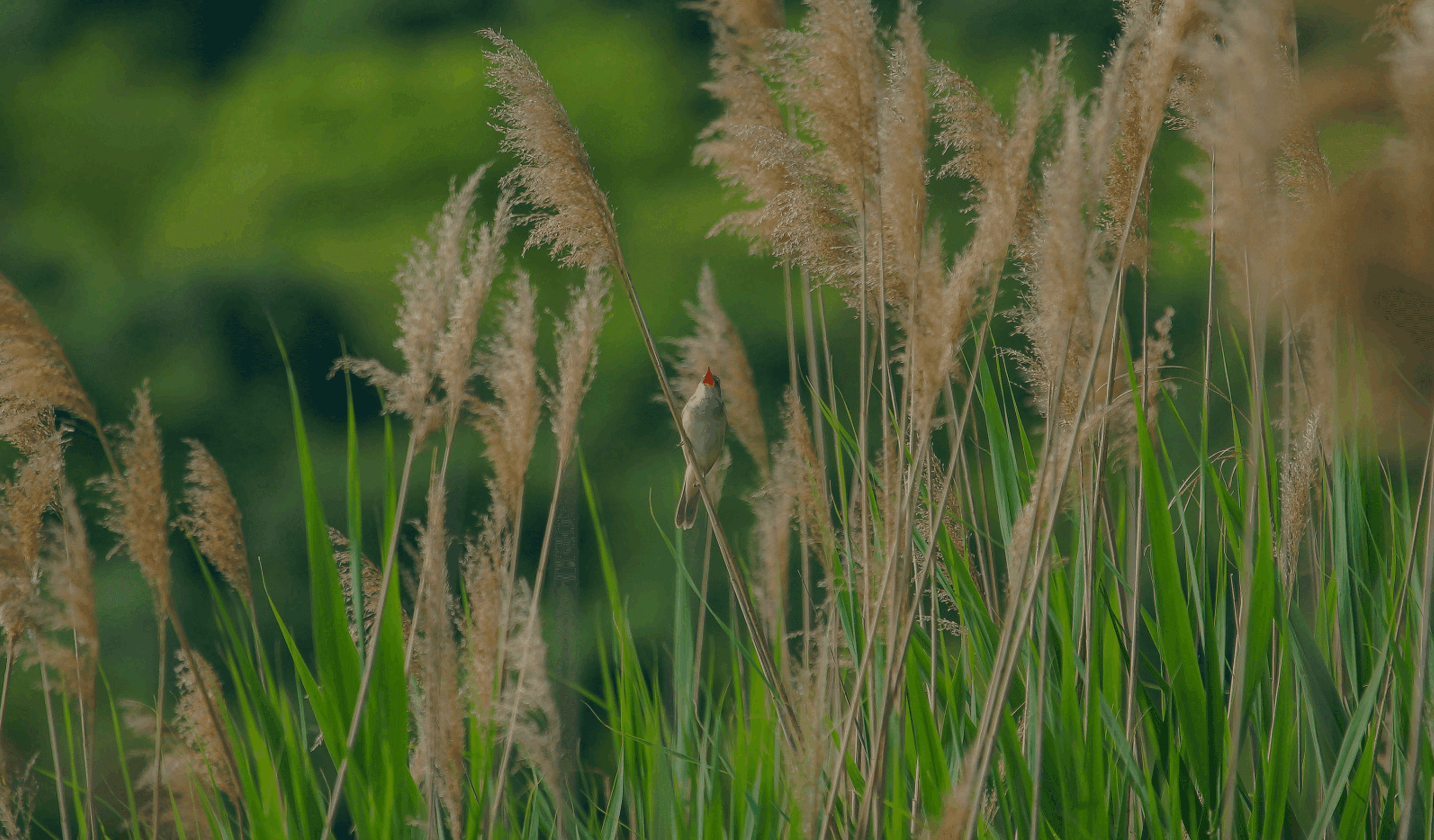 Deus conhece nossas necessidades