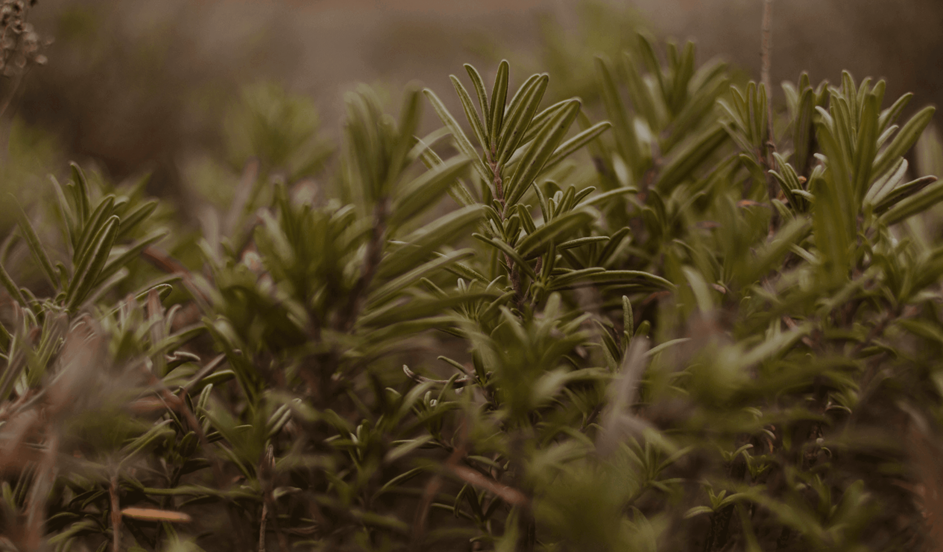 Arranque as ervas-daninhas