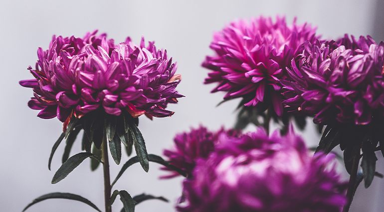 De minhocas à guerra