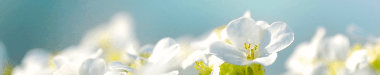 Quem és tu, Senhor?