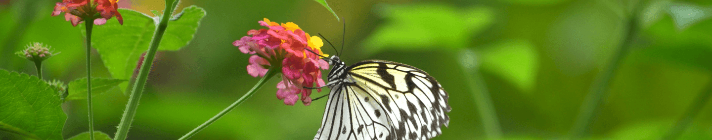 Não é sorte, é Cristo