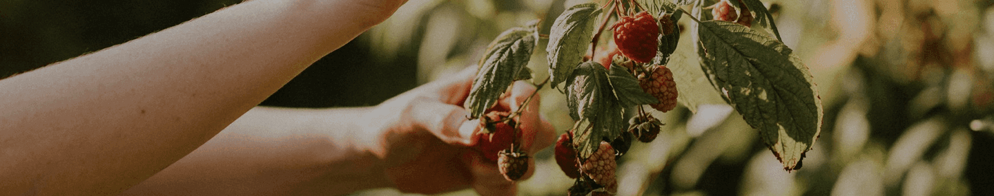 Frutíferos em Cristo